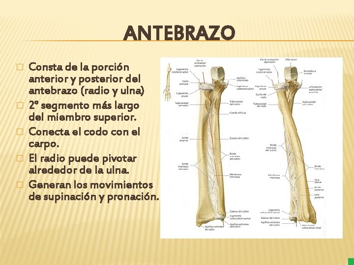 ANTEBRAZO � � � Consta de la porción anterior y posterior del antebrazo (radio