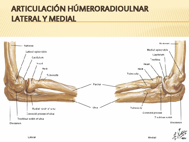 ARTICULACIÓN HÚMERORADIOULNAR LATERAL Y MEDIAL 