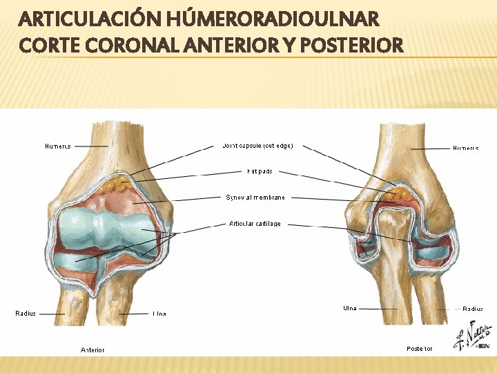 ARTICULACIÓN HÚMERORADIOULNAR CORTE CORONAL ANTERIOR Y POSTERIOR 