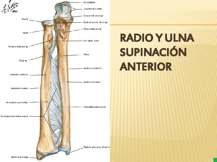 RADIO Y ULNA SUPINACIÓN ANTERIOR 