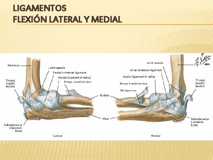 LIGAMENTOS FLEXIÓN LATERAL Y MEDIAL 