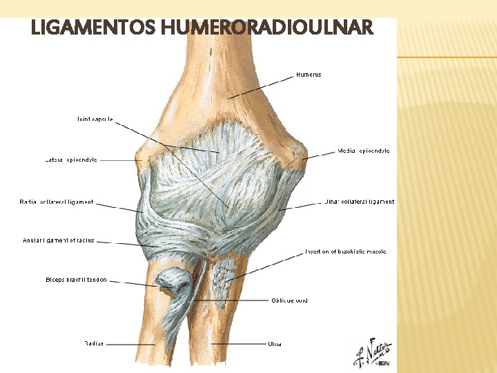 LIGAMENTOS HUMERORADIOULNAR 