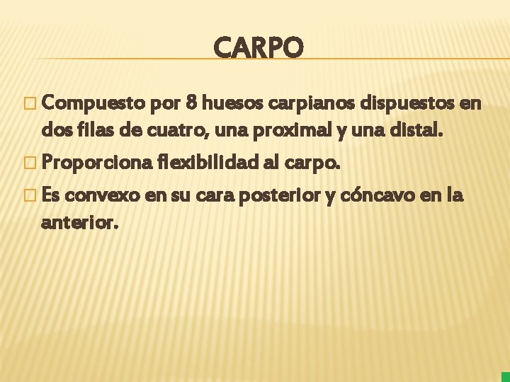 CARPO � Compuesto por 8 huesos carpianos dispuestos en dos filas de cuatro, una