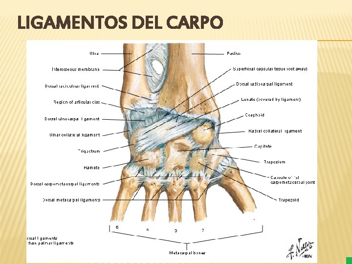 LIGAMENTOS DEL CARPO 