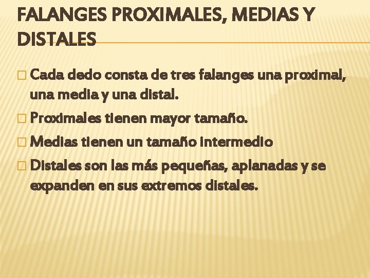 FALANGES PROXIMALES, MEDIAS Y DISTALES � Cada dedo consta de tres falanges una proximal,