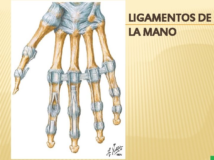 LIGAMENTOS DE LA MANO 