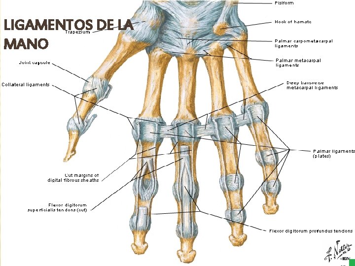 LIGAMENTOS DE LA MANO 