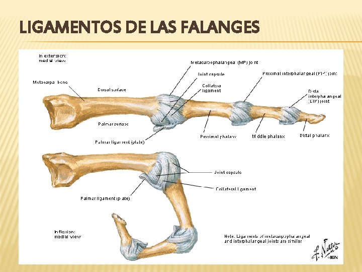 LIGAMENTOS DE LAS FALANGES 