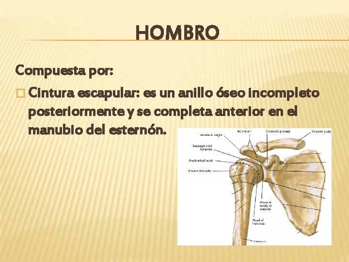 HOMBRO Compuesta por: � Cintura escapular: es un anillo óseo incompleto posteriormente y se