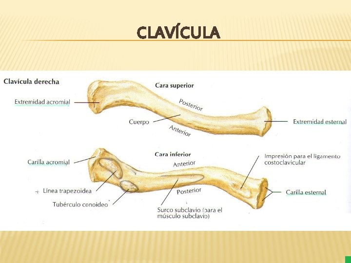 CLAVÍCULA 