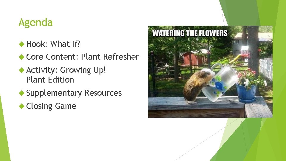 Agenda Hook: Core What If? Content: Plant Refresher Activity: Growing Up! Plant Edition Supplementary