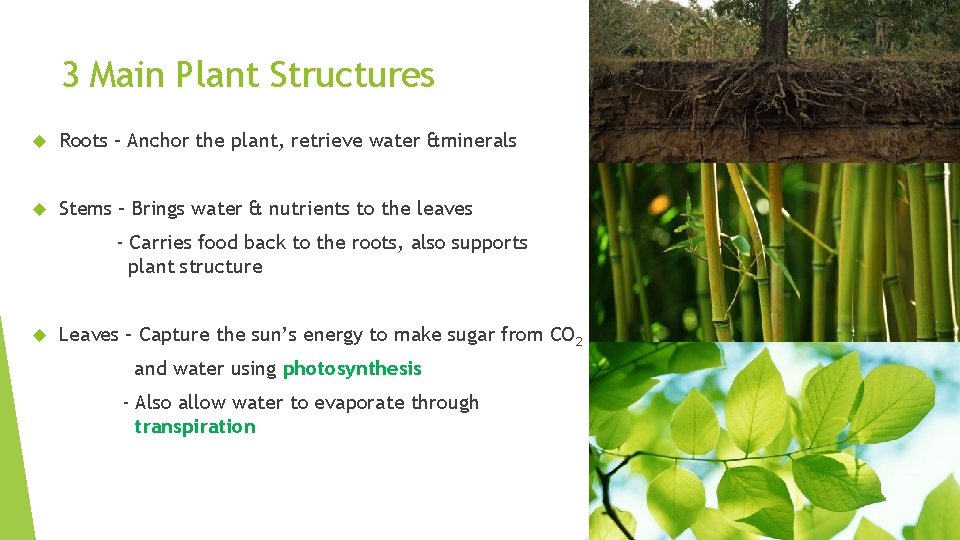3 Main Plant Structures Roots – Anchor the plant, retrieve water &minerals Stems –