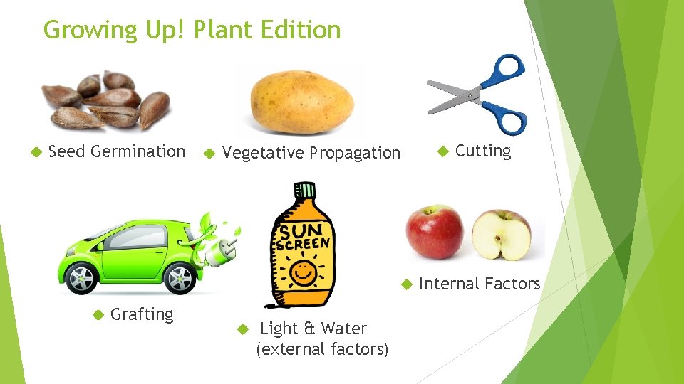Growing Up! Plant Edition Seed Germination Vegetative Propagation Grafting Light & Water (external factors)