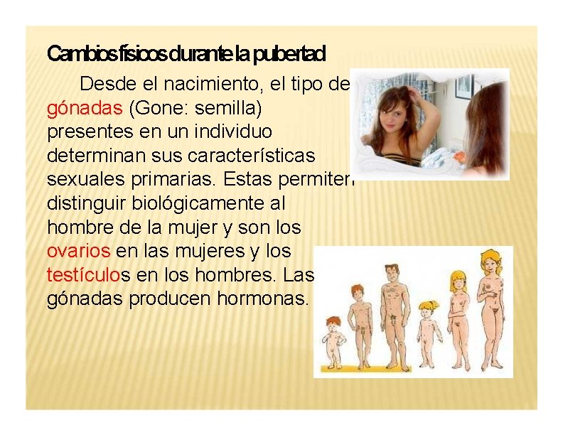Cambiosfísicosdurantela pubertad Desde el nacimiento, el tipo de gónadas (Gone: semilla) presentes en un
