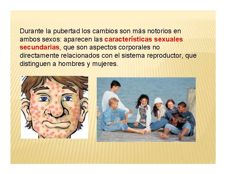 Durante la pubertad los cambios son más notorios en ambos sexos: aparecen las características