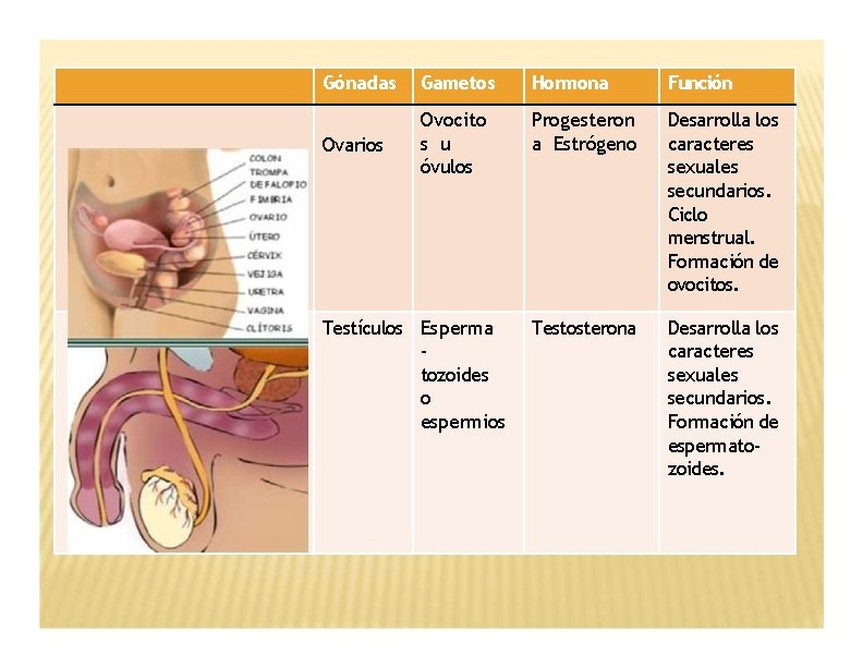 Gónadas Gametos Hormona Función Ovarios Ovocito s u óvulos Progesteron a Estrógeno Desarrolla los