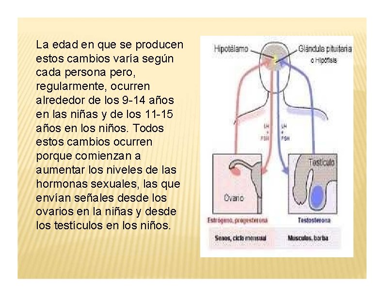 La edad en que se producen estos cambios varía según cada persona pero, regularmente,