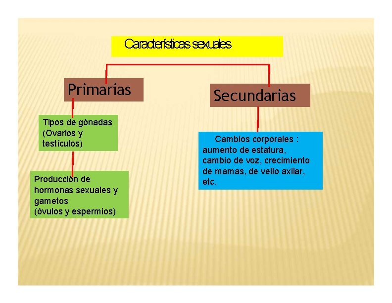 Características sexuales Primarias Tipos de gónadas (Ovarios y testículos) Producción de hormonas sexuales y