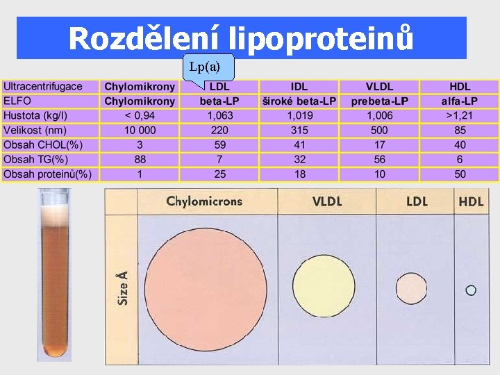 Rozdělení lipoproteinů Lp(a) 9 