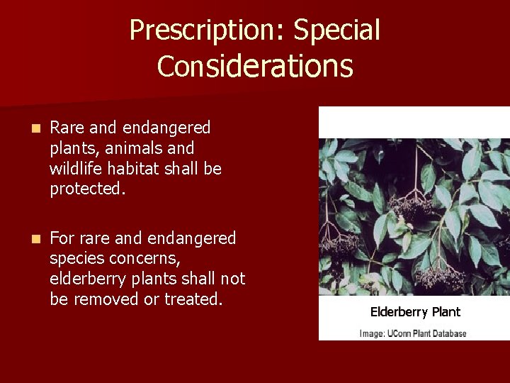 Prescription: Special Considerations n Rare and endangered plants, animals and wildlife habitat shall be