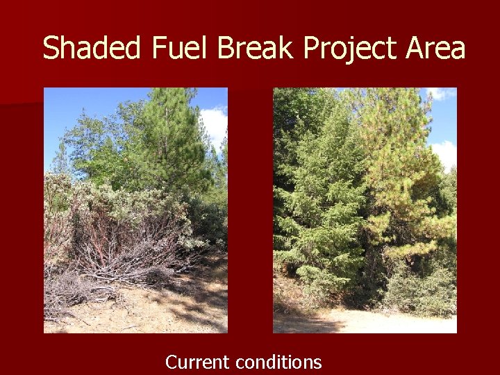 Shaded Fuel Break Project Area Current conditions 