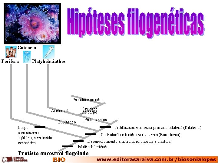 Cnidaria Porifera Platyhelminthes Pseudocelomados Acelomados Diblástico Corpo com sistema aqüífero, sem tecido verdadeiro Cavidade