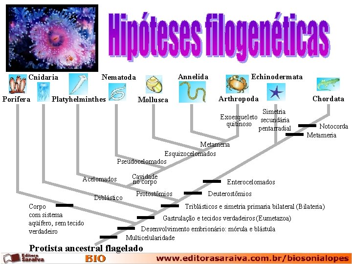 Cnidaria Porifera Annelida Nematoda Platyhelminthes Mollusca Echinodermata Arthropoda Simetria Exoesqueleto secundária quitinoso pentarradial Chordata