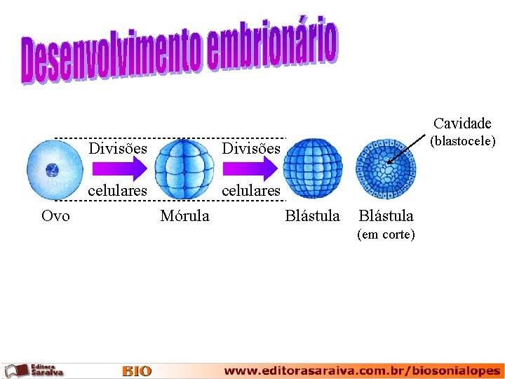 Cavidade Ovo Divisões celulares Mórula (blastocele) Blástula (em corte) 