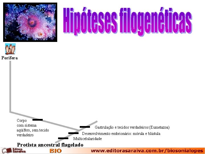 Porifera Corpo com sistema aqüífero, sem tecido verdadeiro Gastrulação e tecidos verdadeiros (Eumetazoa) Desenvolvimento