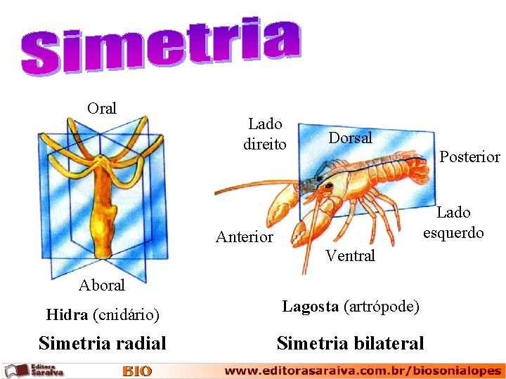 Oral Lado direito Dorsal Posterior Lado esquerdo Anterior Ventral Aboral Hidra (cnidário) Lagosta (artrópode)