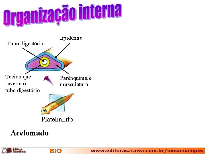 Tubo digestório Tecido que reveste o tubo digestório Epiderme Parênquima e musculatura Platelminto Acelomado