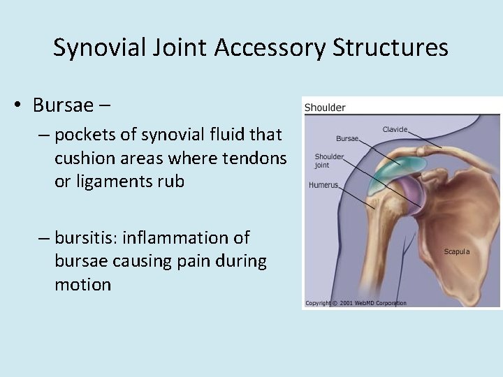 Synovial Joint Accessory Structures • Bursae – – pockets of synovial fluid that cushion