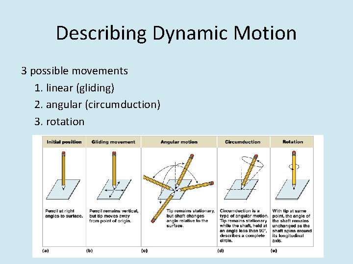 Describing Dynamic Motion 3 possible movements 1. linear (gliding) 2. angular (circumduction) 3. rotation