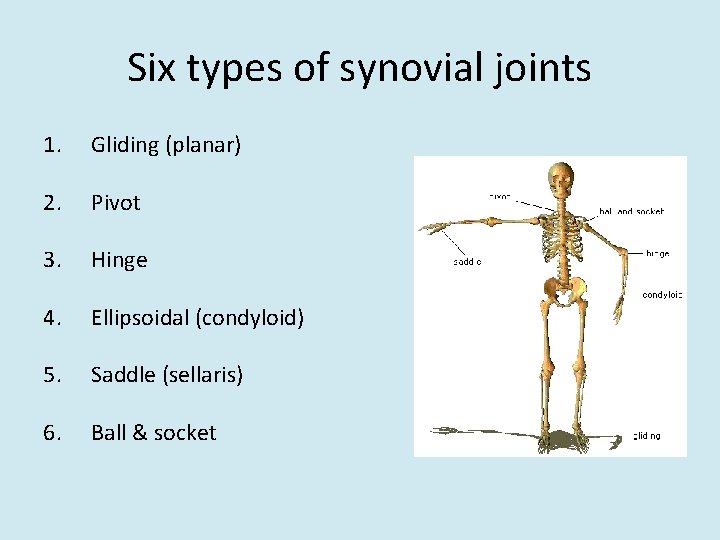Six types of synovial joints 1. Gliding (planar) 2. Pivot 3. Hinge 4. Ellipsoidal