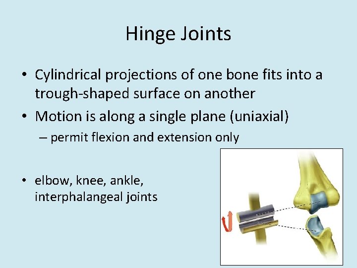 Hinge Joints • Cylindrical projections of one bone fits into a trough-shaped surface on