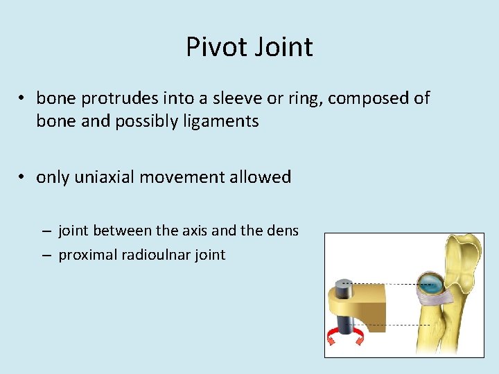 Pivot Joint • bone protrudes into a sleeve or ring, composed of bone and