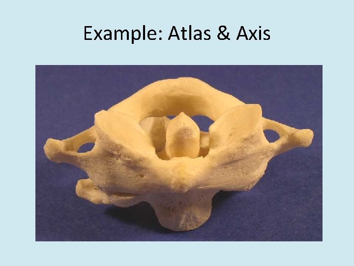 Example: Atlas & Axis 