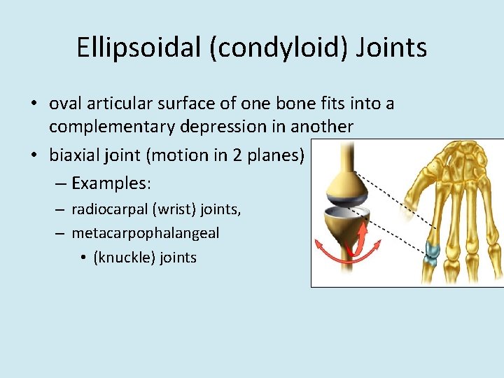 Ellipsoidal (condyloid) Joints • oval articular surface of one bone fits into a complementary