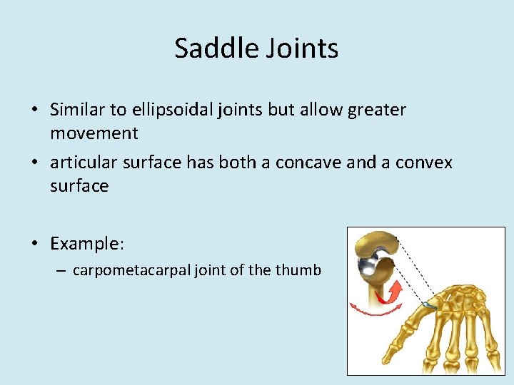 Saddle Joints • Similar to ellipsoidal joints but allow greater movement • articular surface