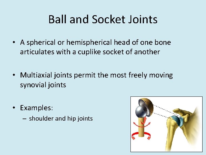 Ball and Socket Joints • A spherical or hemispherical head of one bone articulates