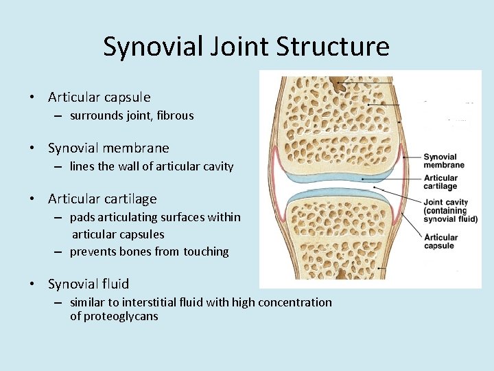 Synovial Joint Structure • Articular capsule – surrounds joint, fibrous • Synovial membrane –