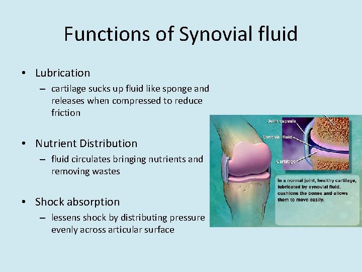 Functions of Synovial fluid • Lubrication – cartilage sucks up fluid like sponge and