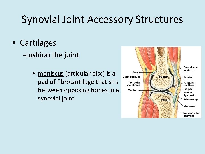 Synovial Joint Accessory Structures • Cartilages -cushion the joint • meniscus (articular disc) is