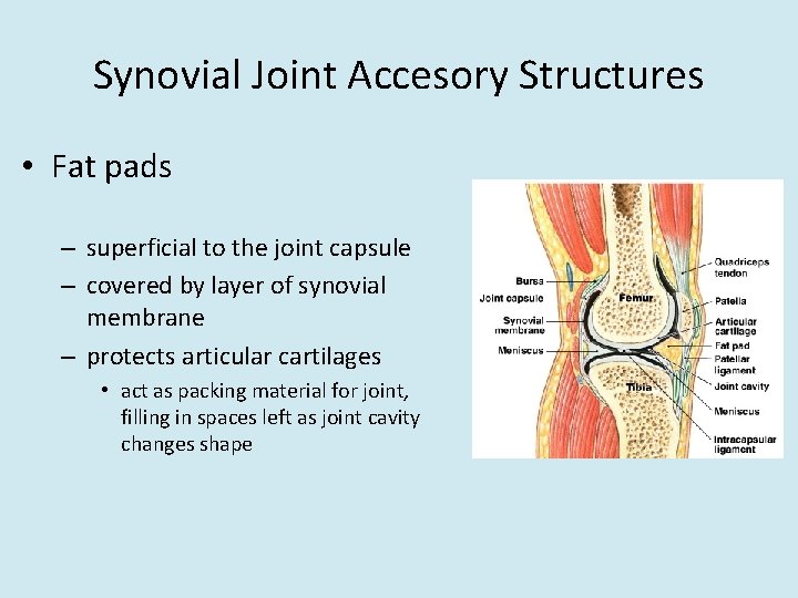 Synovial Joint Accesory Structures • Fat pads – superficial to the joint capsule –