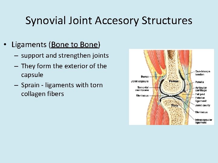 Synovial Joint Accesory Structures • Ligaments (Bone to Bone) – support and strengthen joints