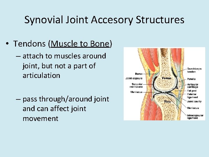 Synovial Joint Accesory Structures • Tendons (Muscle to Bone) – attach to muscles around