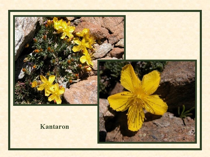 Kantaron 