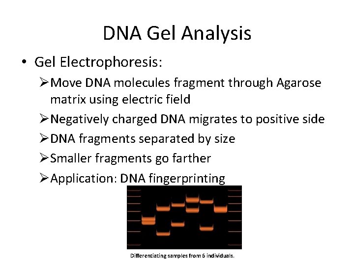 DNA Gel Analysis • Gel Electrophoresis: ØMove DNA molecules fragment through Agarose matrix using