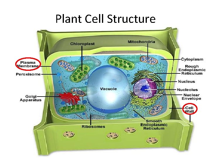 Plant Cell Structure • Cell wall: specific to plant cells – composed of cellulose
