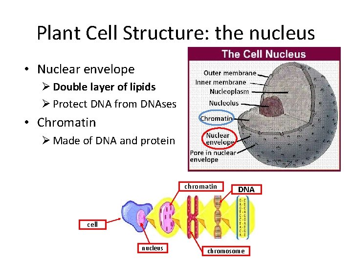 Plant Cell Structure: the nucleus • Nuclear envelope Ø Double layer of lipids Ø